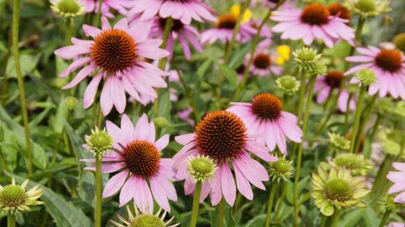 echinacea-413483 1280 Pixabay