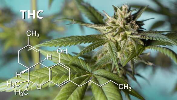 erin hinterland-thc-5400191 THC 18.8.2026 Pixabay 2