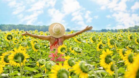 jillwellington-sunflowers-3640938 Pixabay 10.7.2026