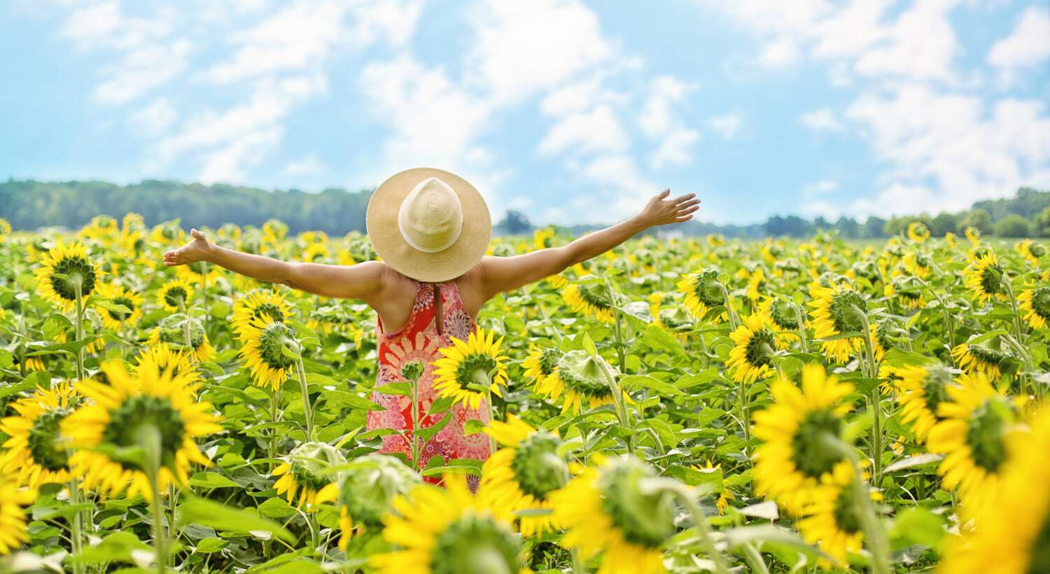 jillwellington-sunflowers-3640938 Pixabay 10.7.2026